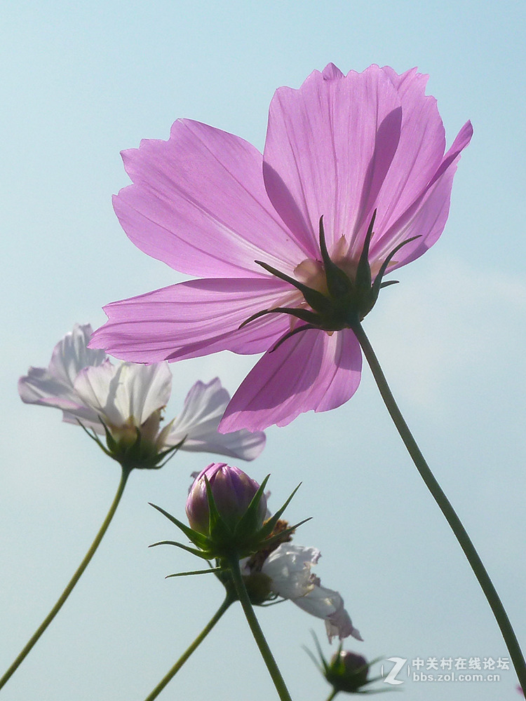 捧着花儿来报到