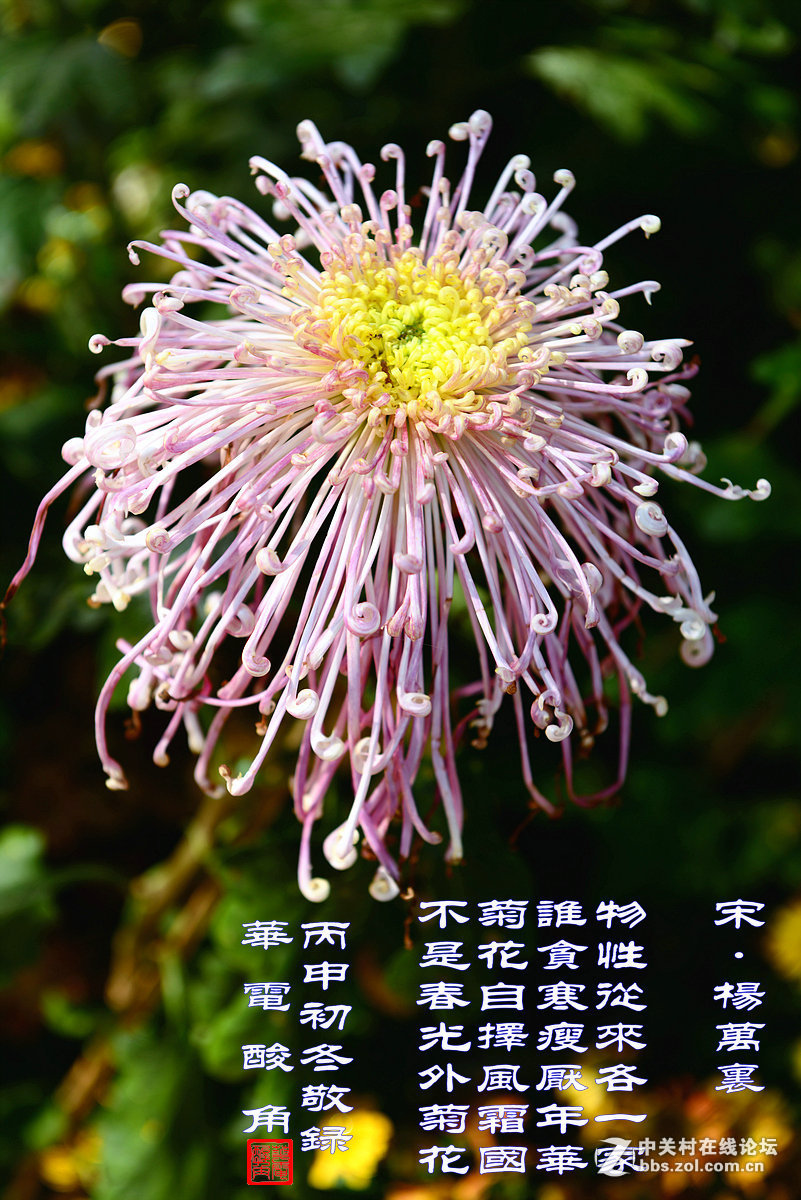 2016年第四季《红河星空(中国)》优秀作品精选集