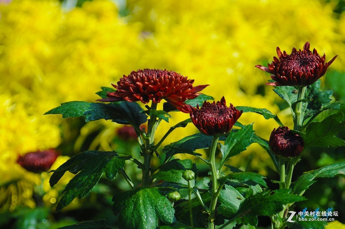 2016年第四季《红河星空(中国)》优秀作品精选集