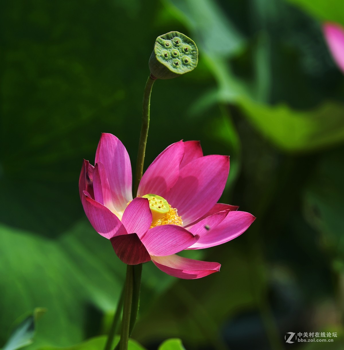 莲花池公园赏荷（一）