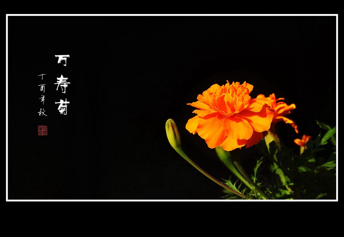 橙黄的万寿菊