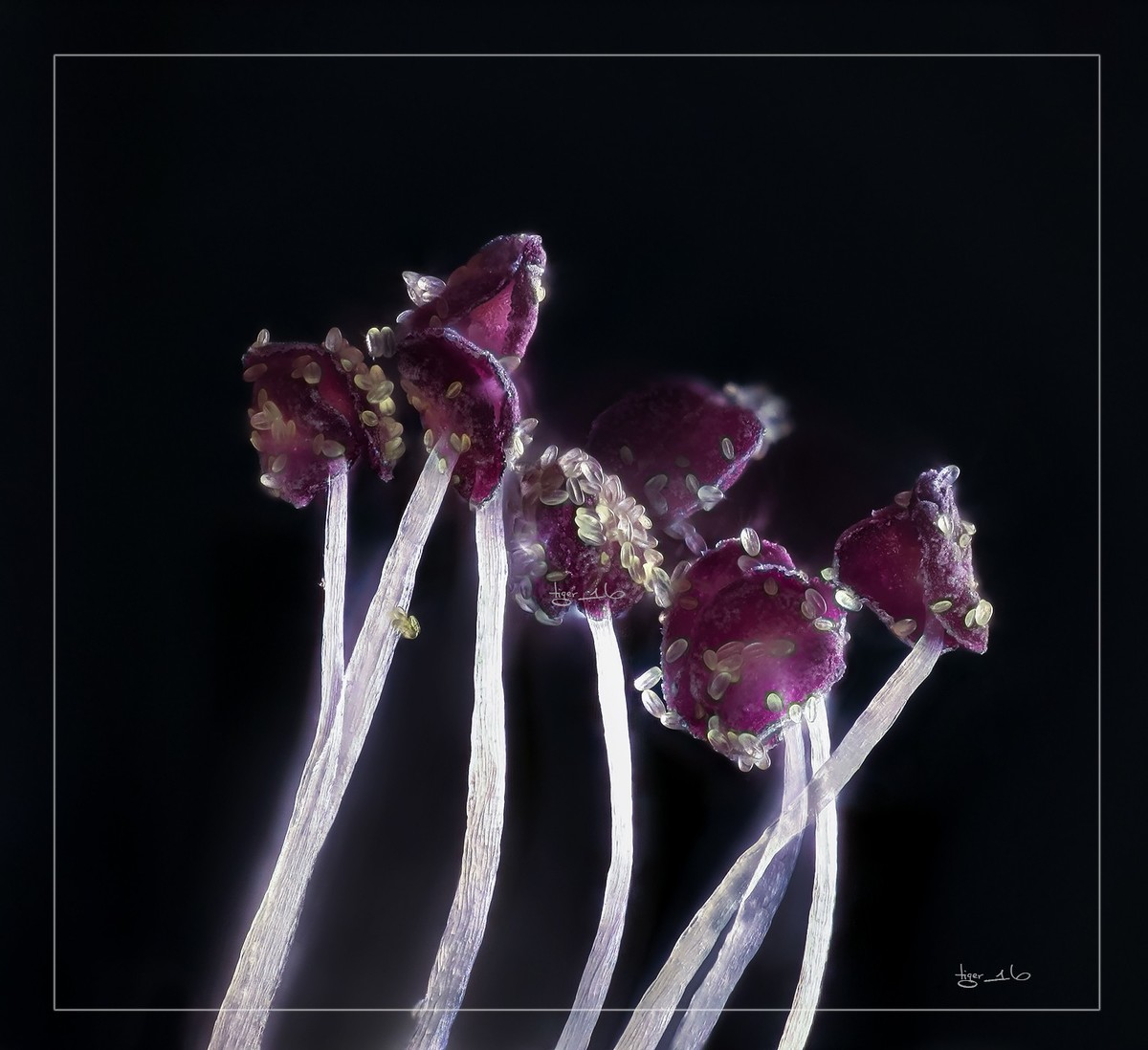 金秋的荞麦花 ---微距 花卉 一组