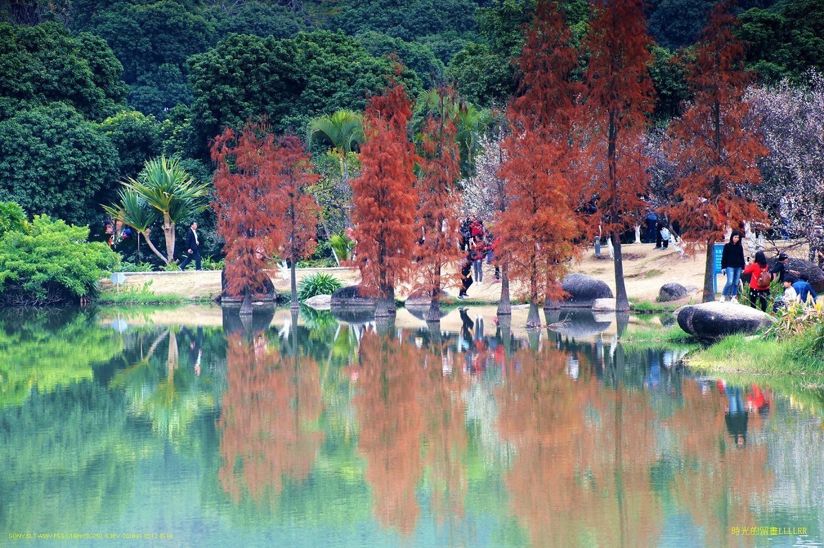 水景----10P (罗岗香雪公园)
