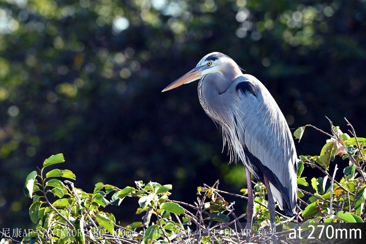 尼康正式发布180-400mm f/4E X1.4内置增倍和与佳能的镜头对比MTF曲线以及官方20张样片
