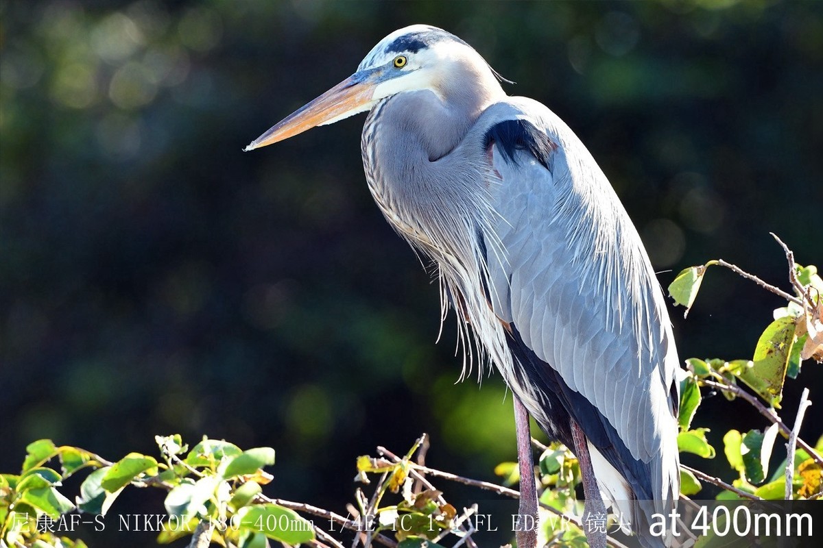 尼康正式发布180-400mm f/4E X1.4内置增倍和与佳能的镜头对比MTF曲线以及官方20张样片