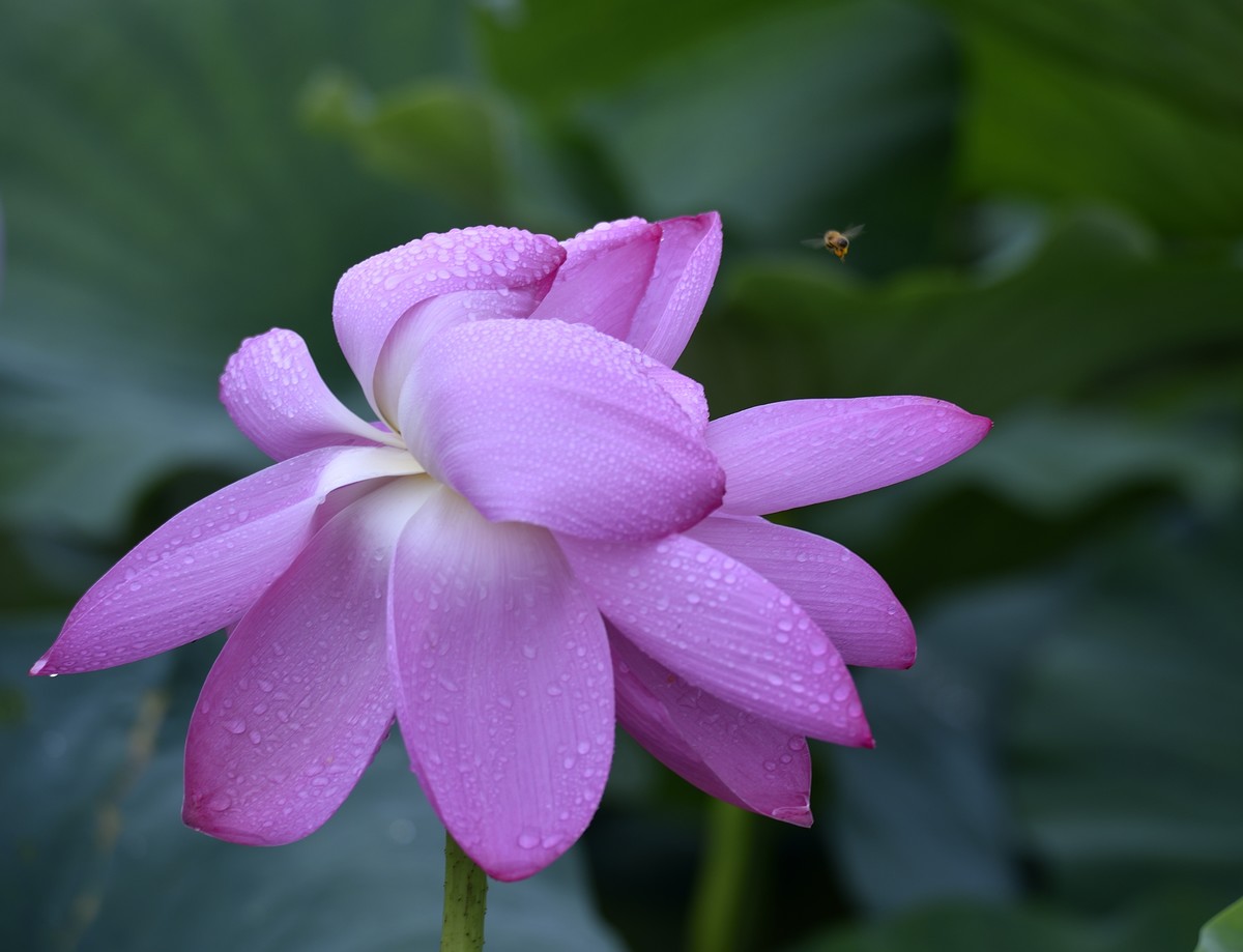 龙潭湖雨后荷花