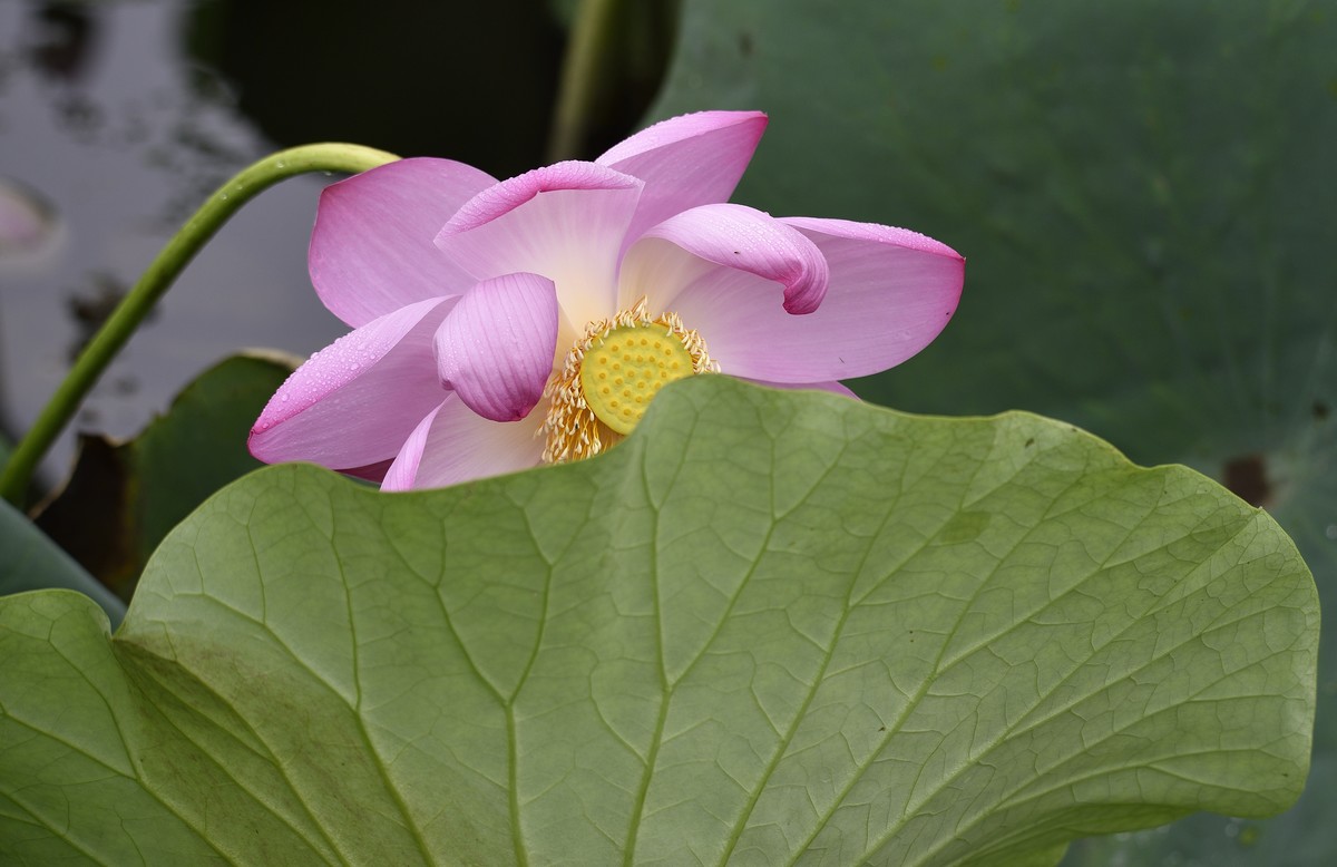 龙潭湖雨后荷花