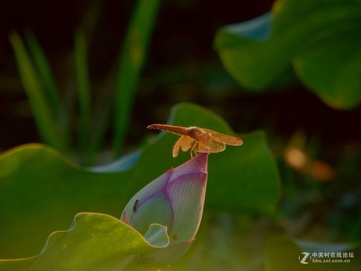 蜓蜓玉立