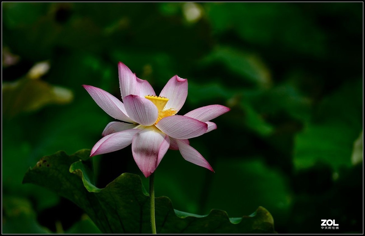 适马150/600.C版拍荷花【2】