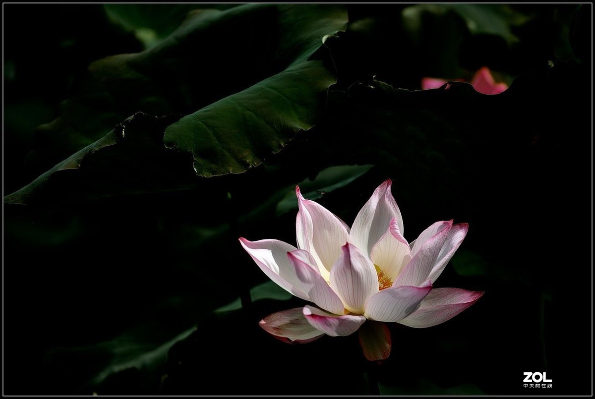 适马150/600.C版拍荷花【2】