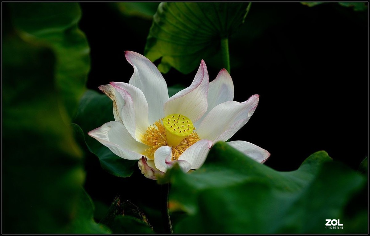 适马150/600.C版拍荷花【2】