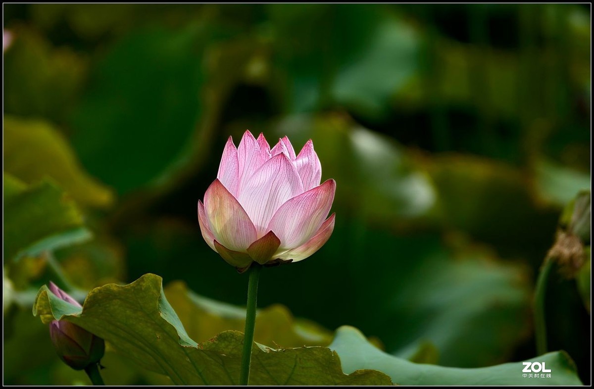 适马150/600.C版拍荷花【2】