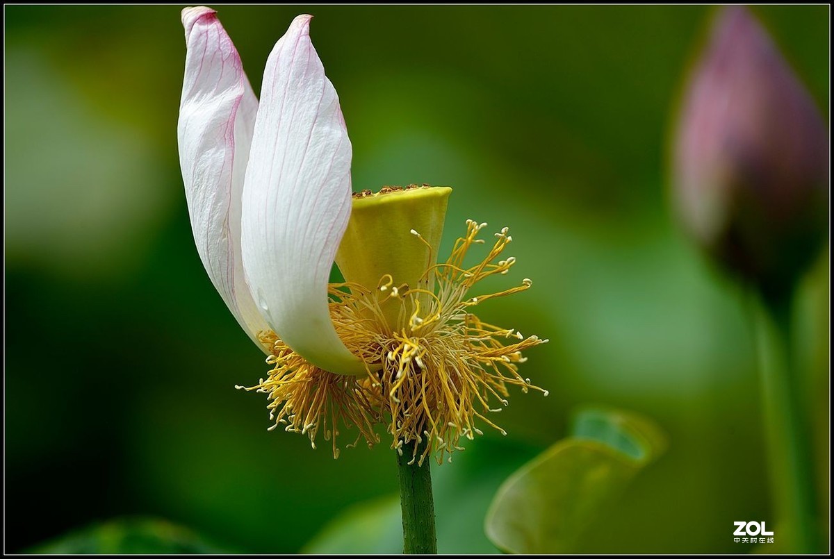 适马150/600.C版拍荷花【2】