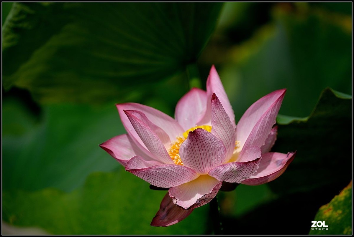 适马150/600.C版拍荷花【2】