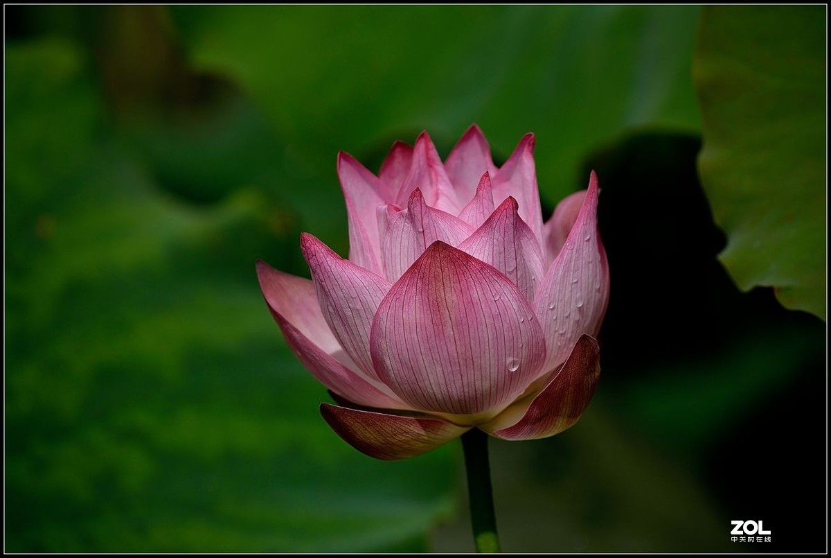 适马150/600.C版拍荷花【2】