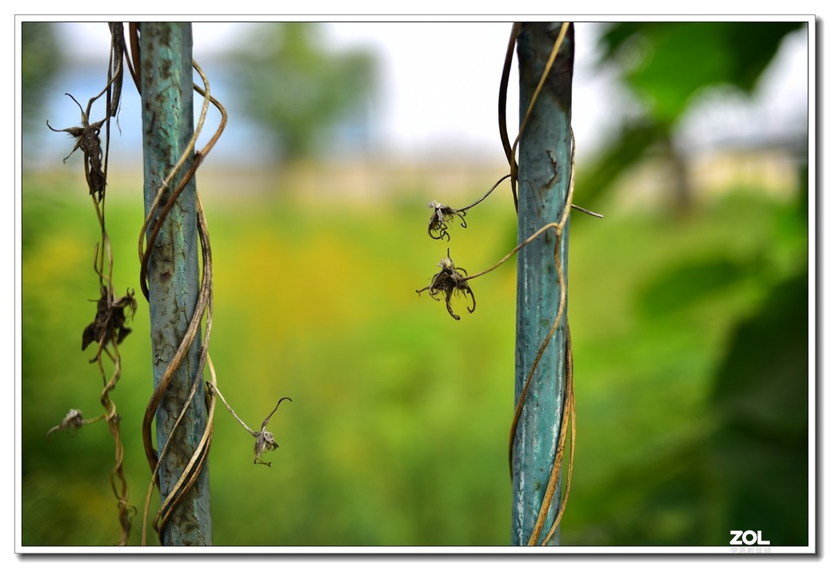 花花草草小杂草 永诺35MM f2n