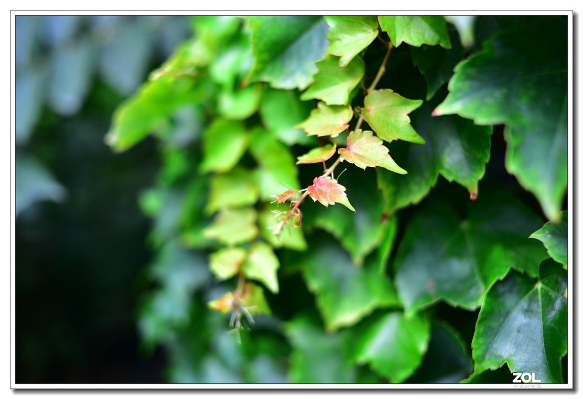 花花草草小杂草 永诺35MM f2n