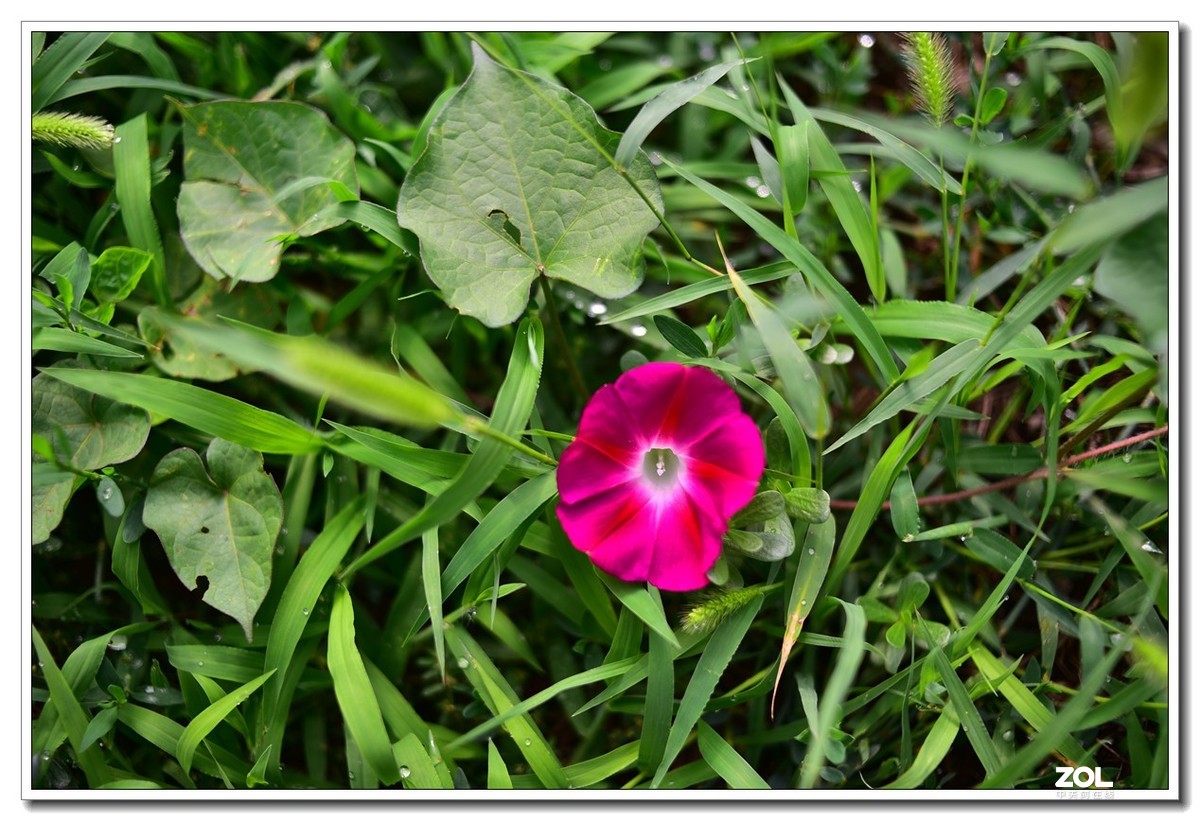 花花草草小杂草 永诺35MM f2n