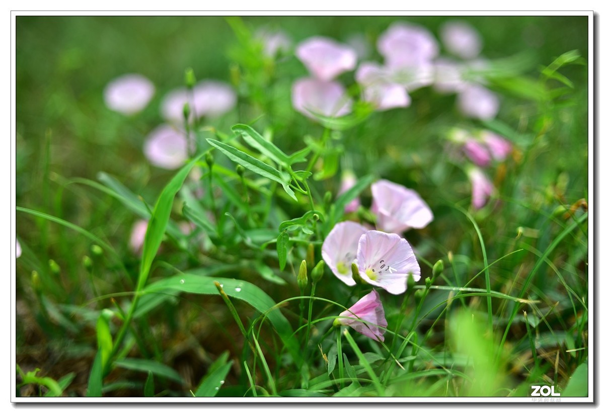 花花草草小杂草 永诺35MM f2n