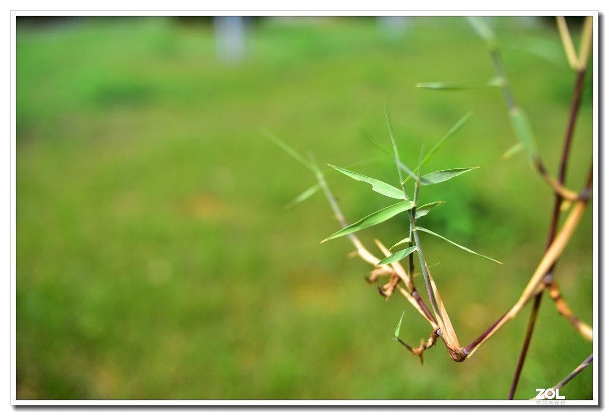 花花草草小杂草 永诺35MM f2n
