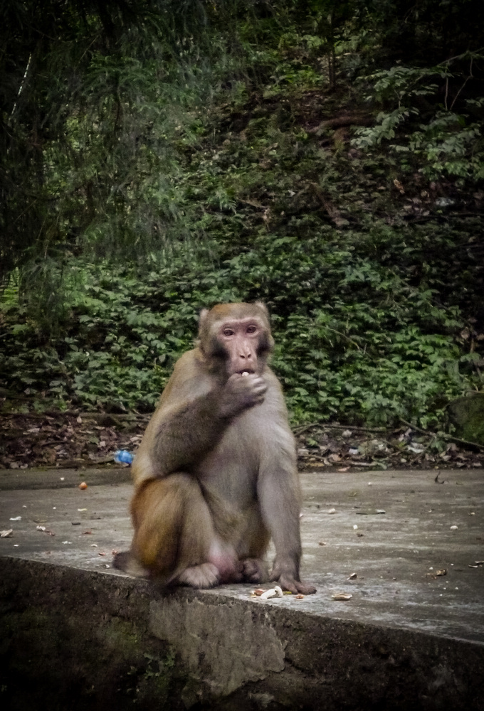 8岁摄影小丫头作品