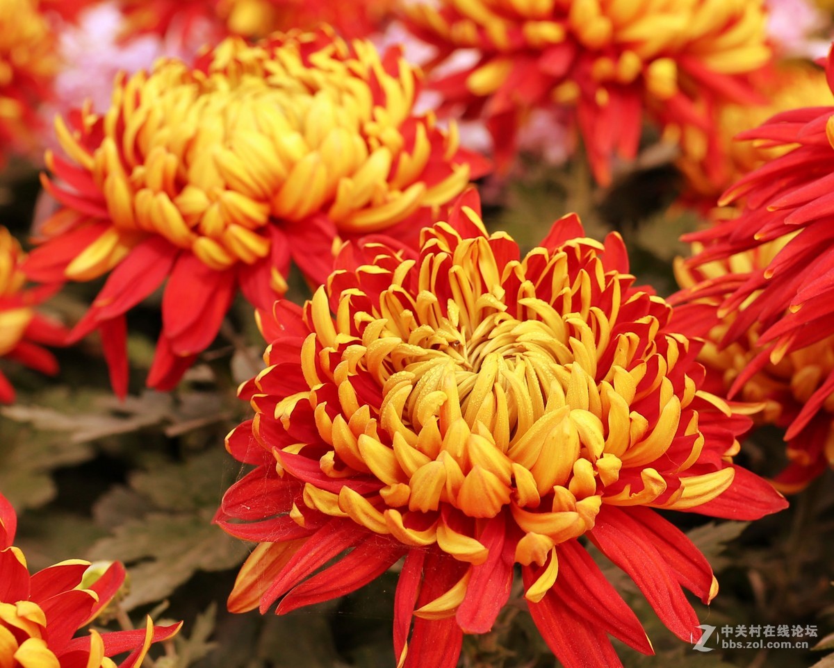 中国牡丹园菊花展