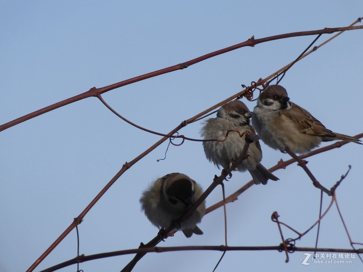 大雪过后的麻雀与野鸭