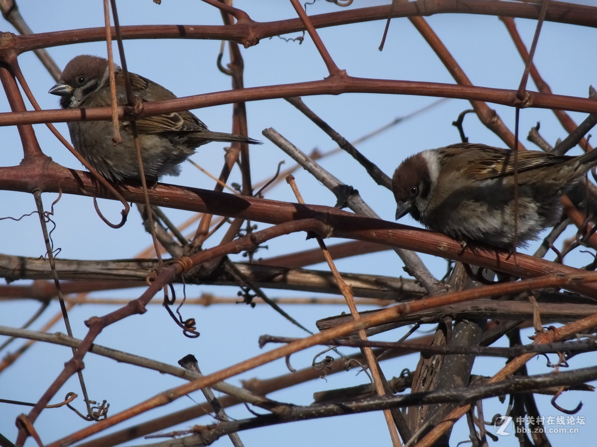 大雪过后的麻雀与野鸭