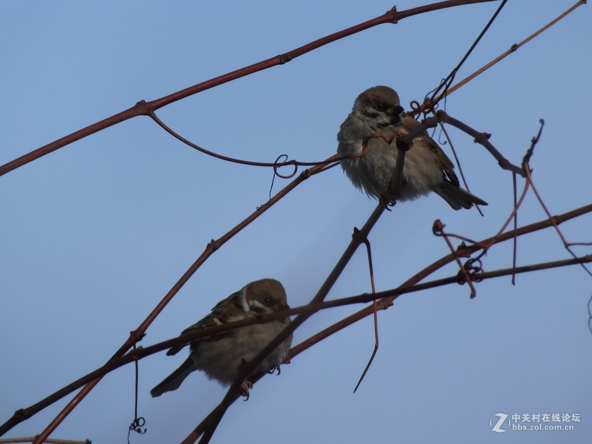 大雪过后的麻雀与野鸭