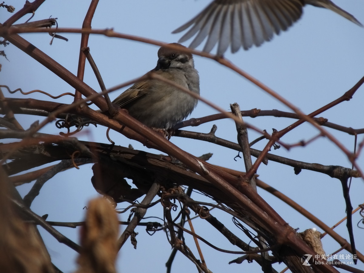 大雪过后的麻雀与野鸭