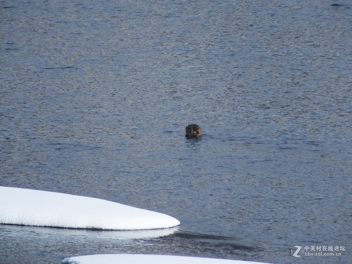 大雪过后的麻雀与野鸭