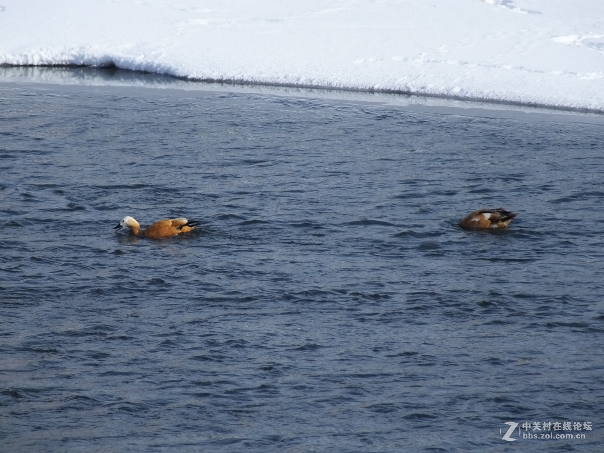 大雪过后的麻雀与野鸭