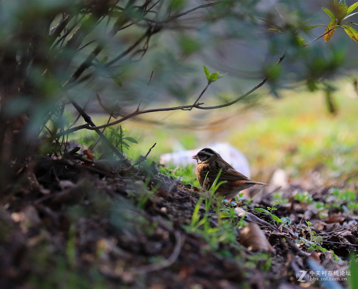 初拍鸟儿～～～～～～