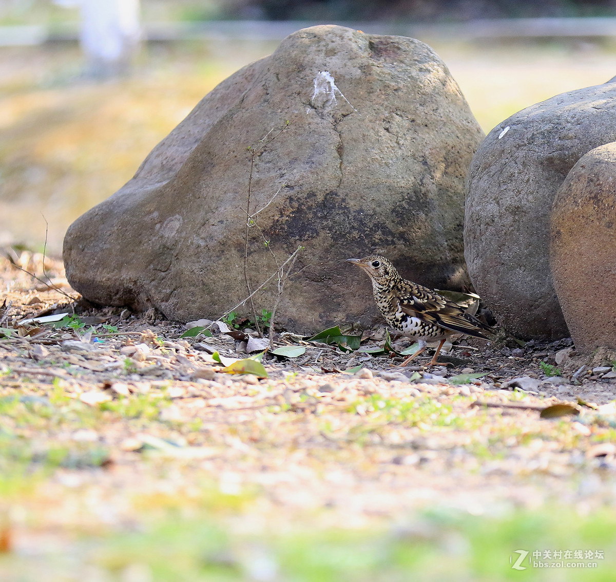 初拍鸟儿～～～～～～