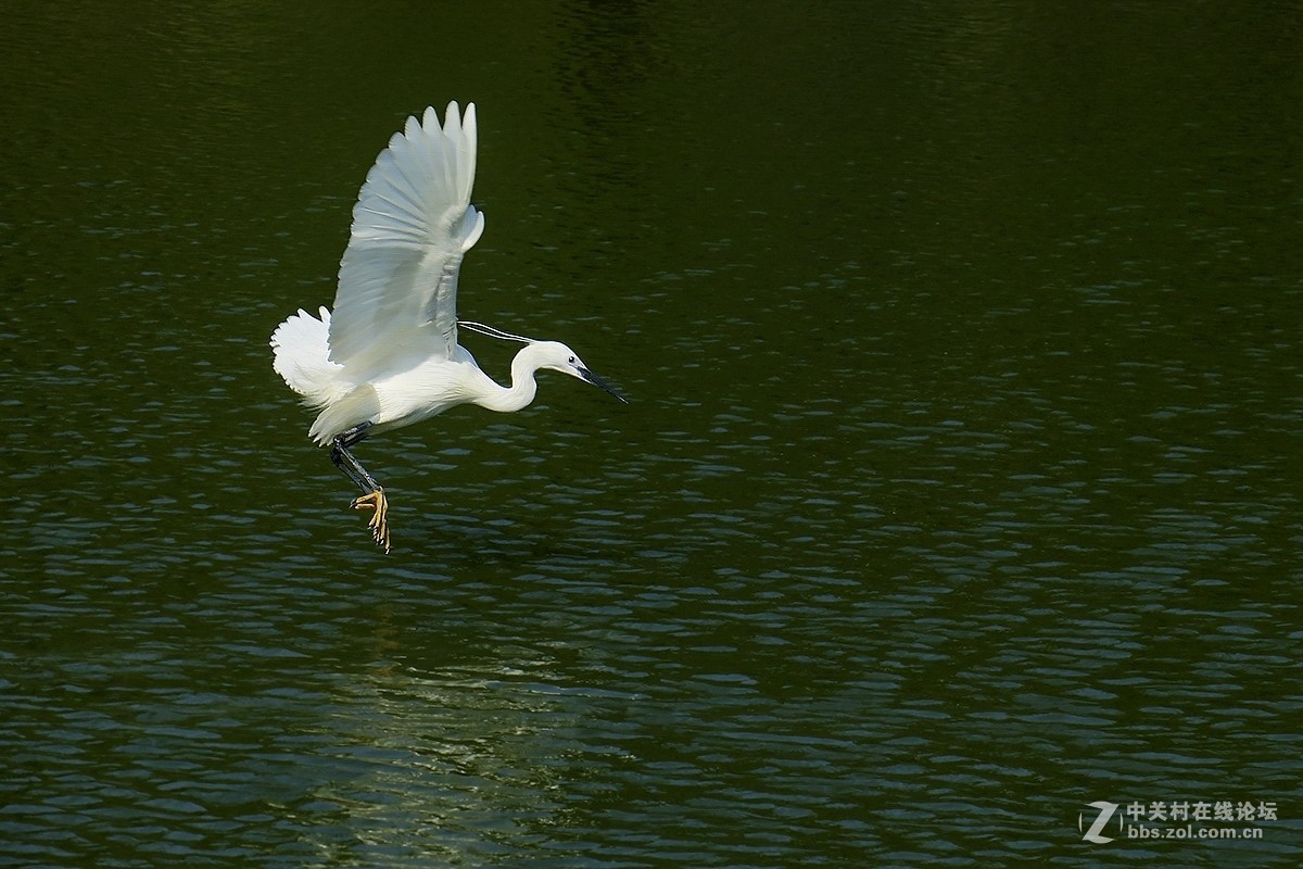 【跟踪连拍测试】白鹭叼鱼