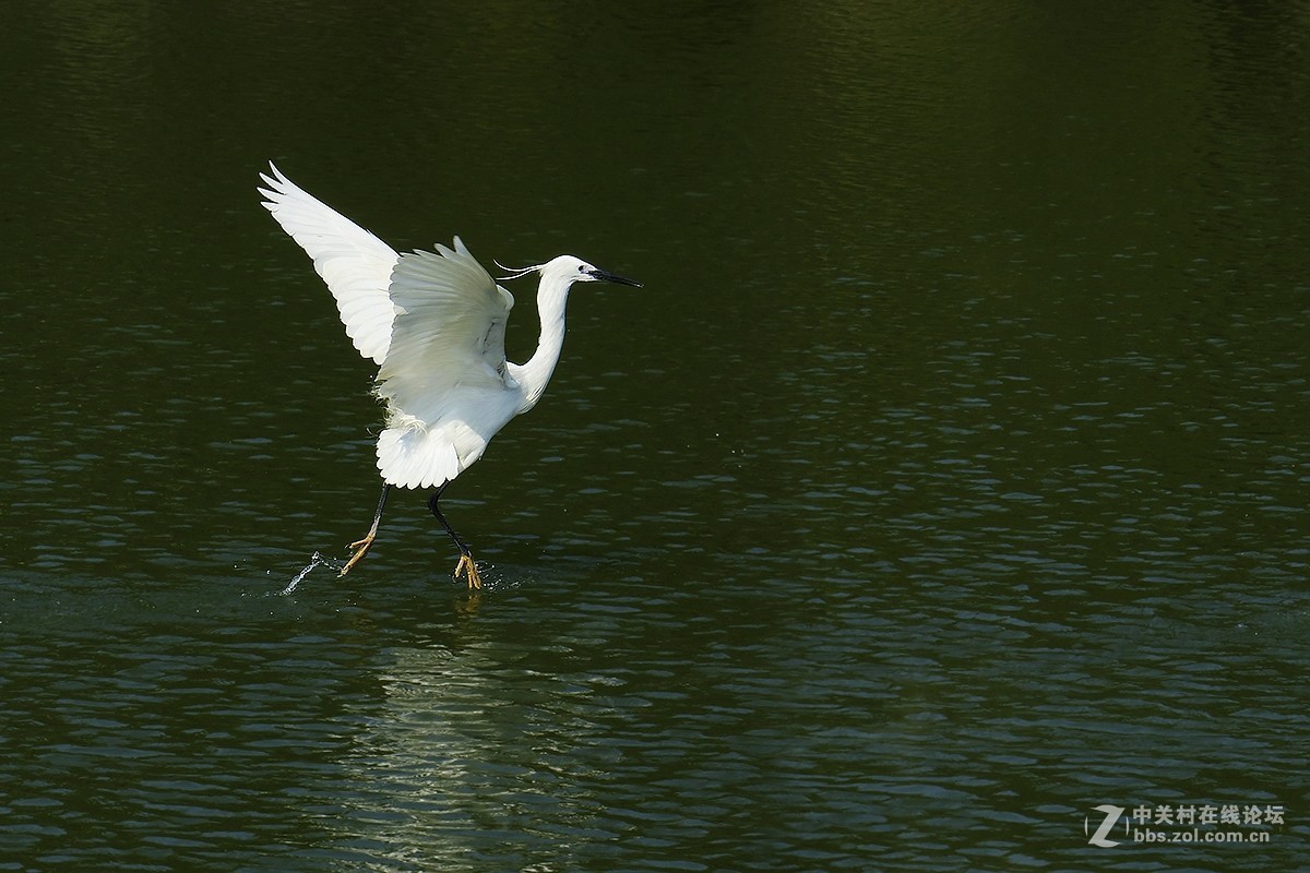 【跟踪连拍测试】白鹭叼鱼