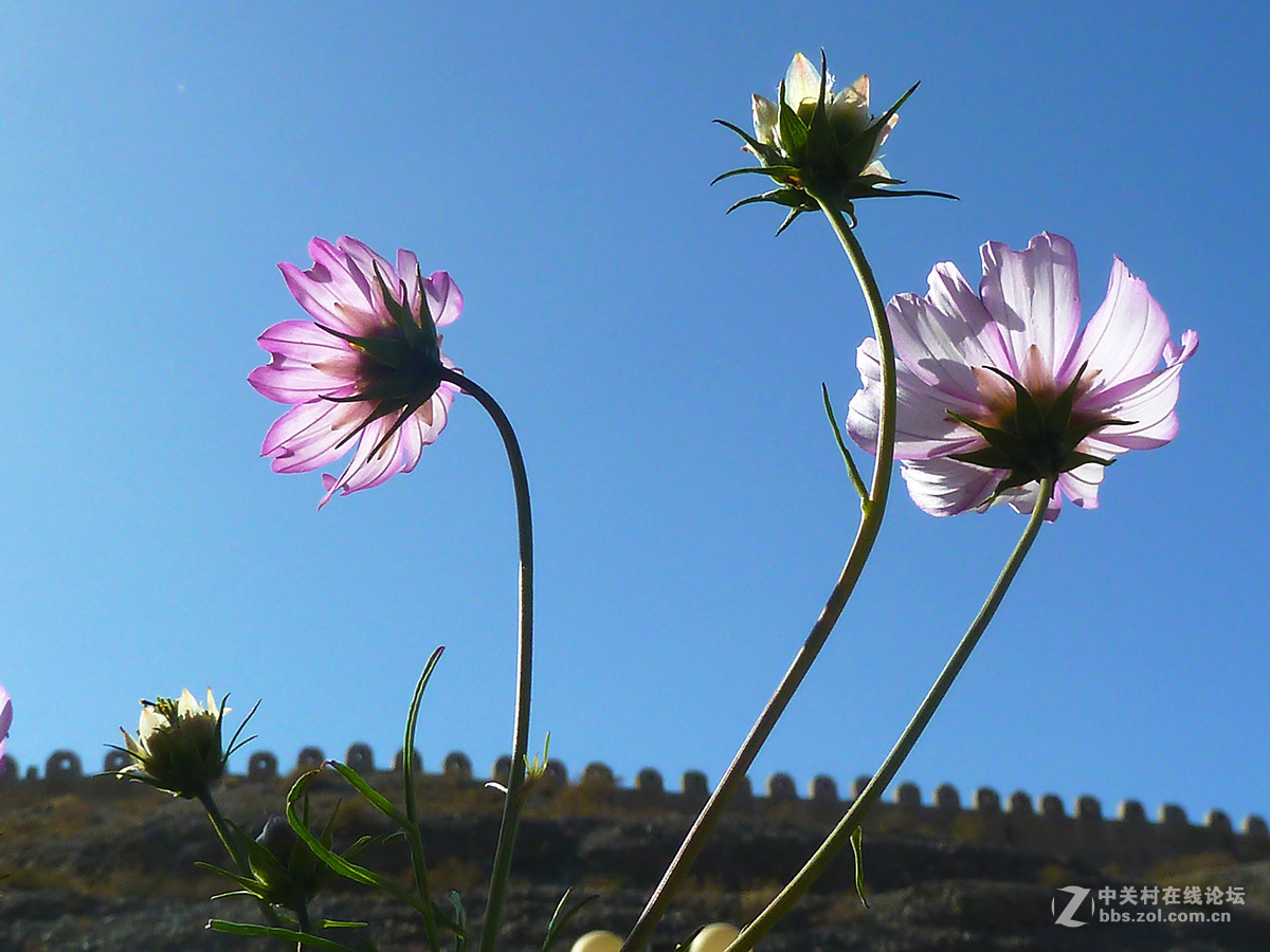 捧着花儿来报到