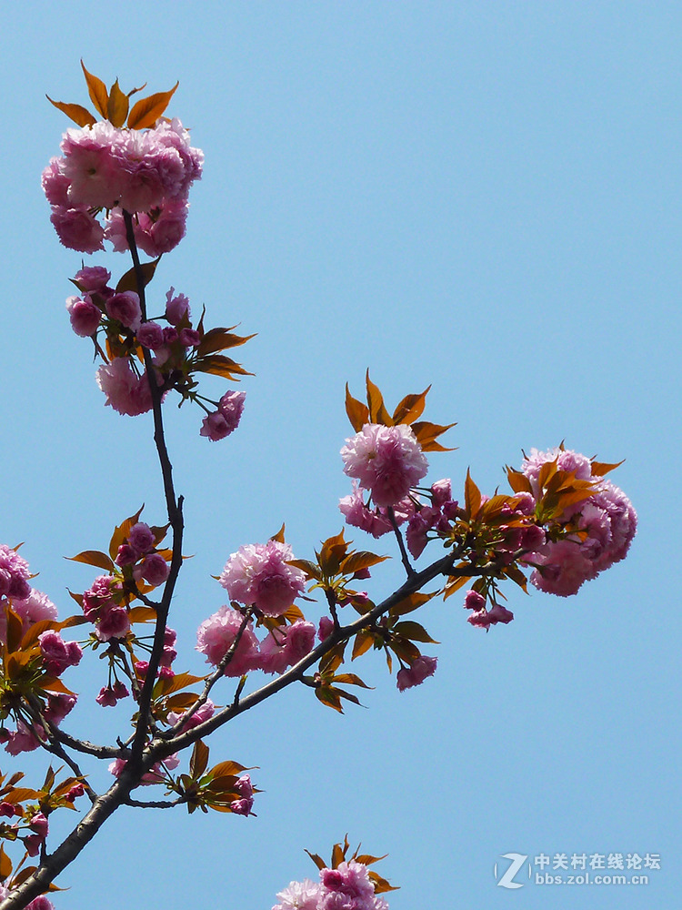 捧着花儿来报到