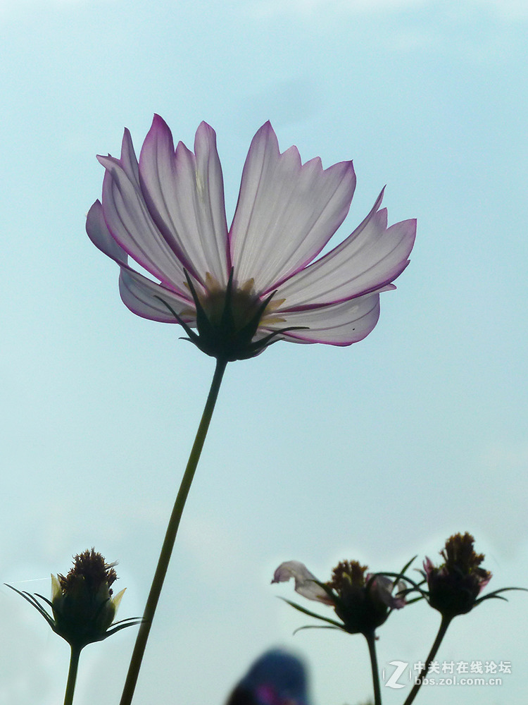 捧着花儿来报到