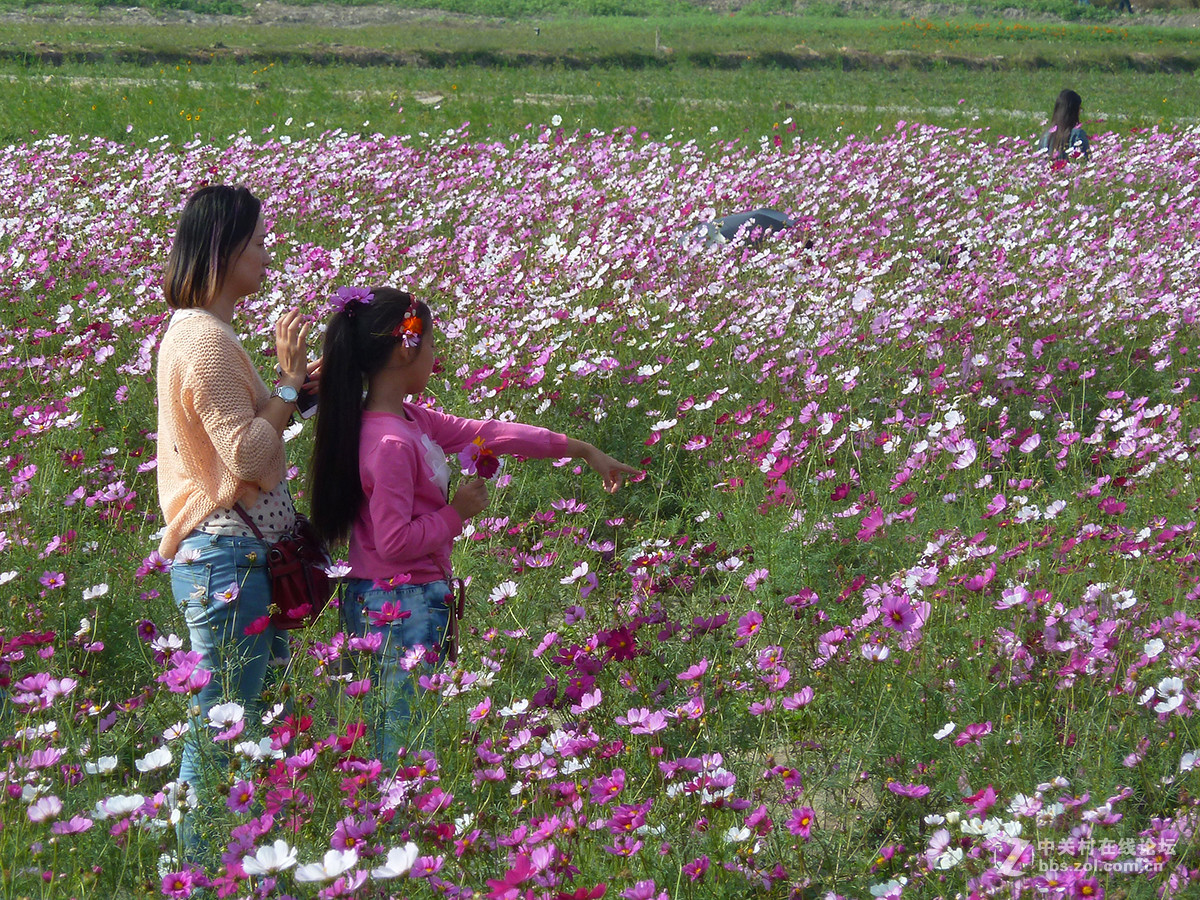 捧着花儿来报到