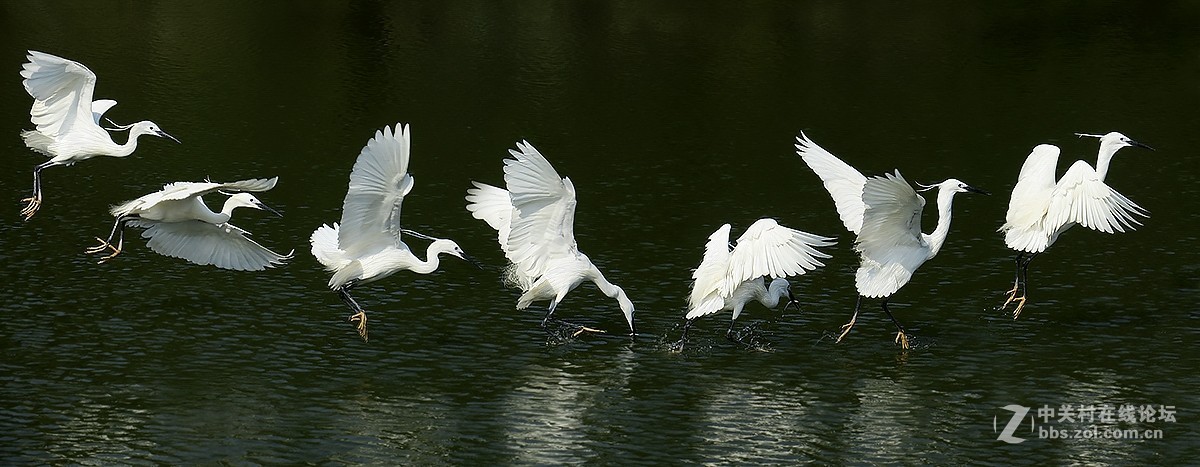 【跟踪连拍测试】白鹭叼鱼