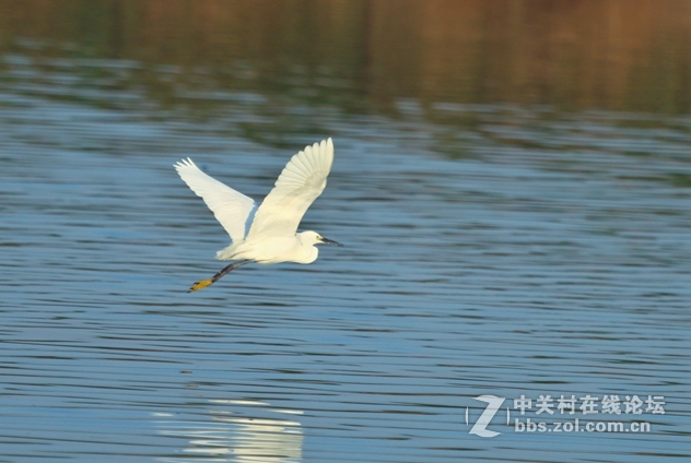 白鹭飞舞