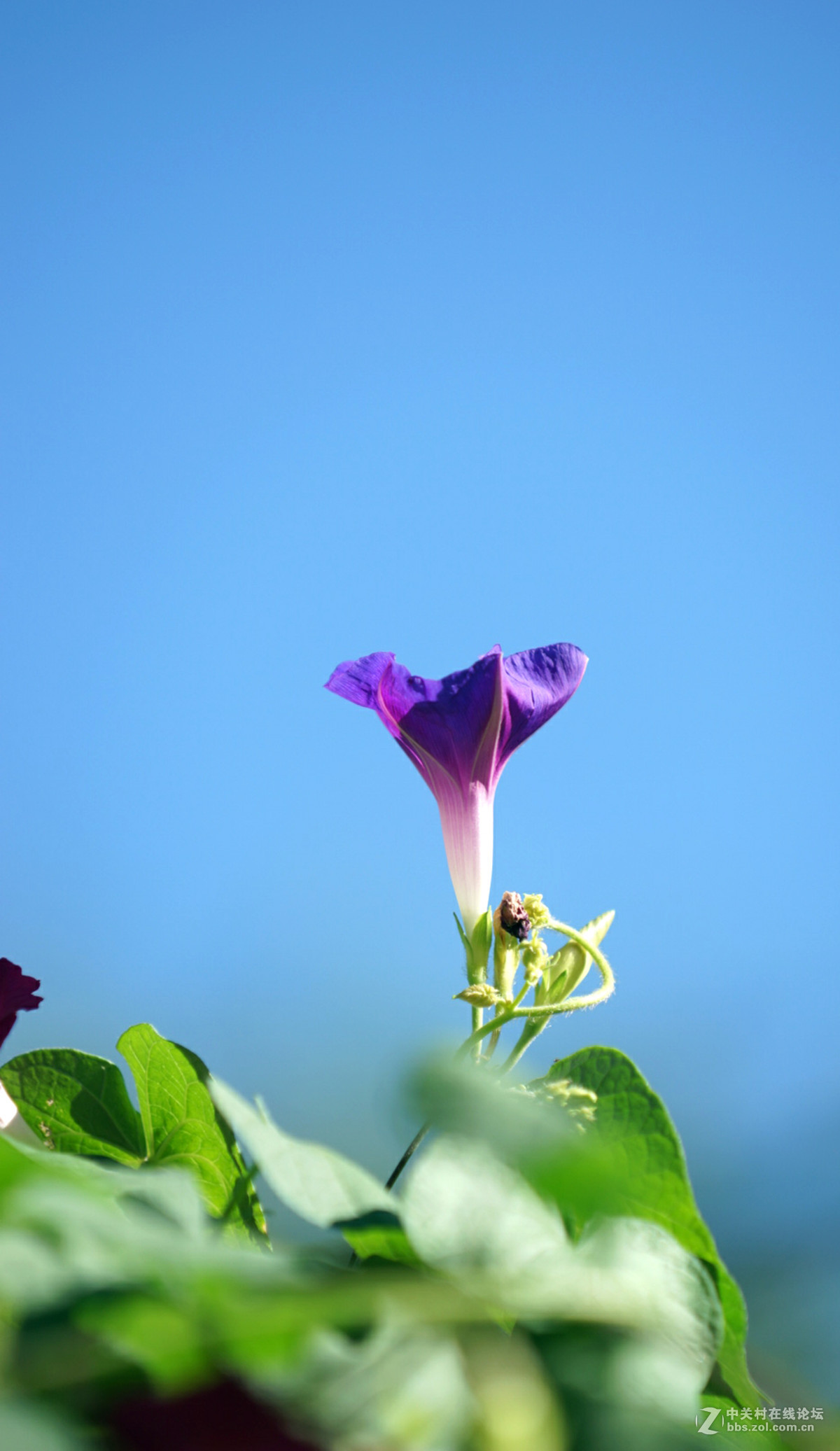 小小牵牛花永远美丽耐人寻味