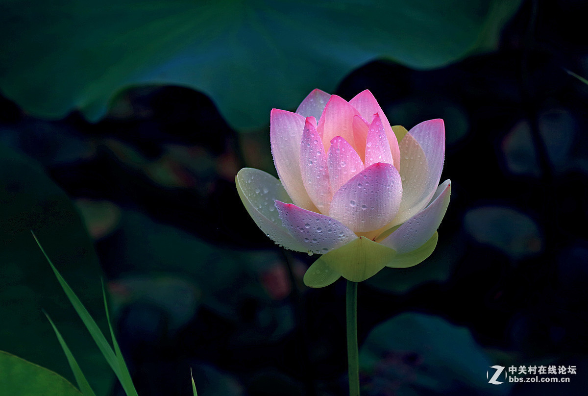 2016年第四季《红河星空(中国)》优秀作品精选集