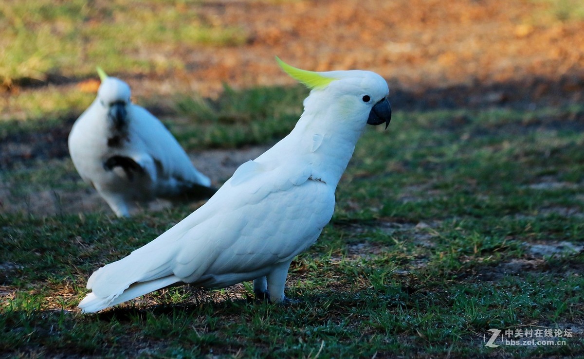 在新西兰拍到的大白鹦鹉