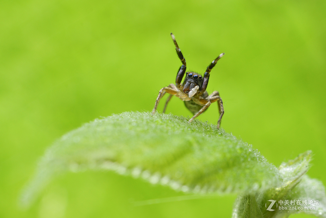 千虫百态122鳃蛤蟆跳蛛