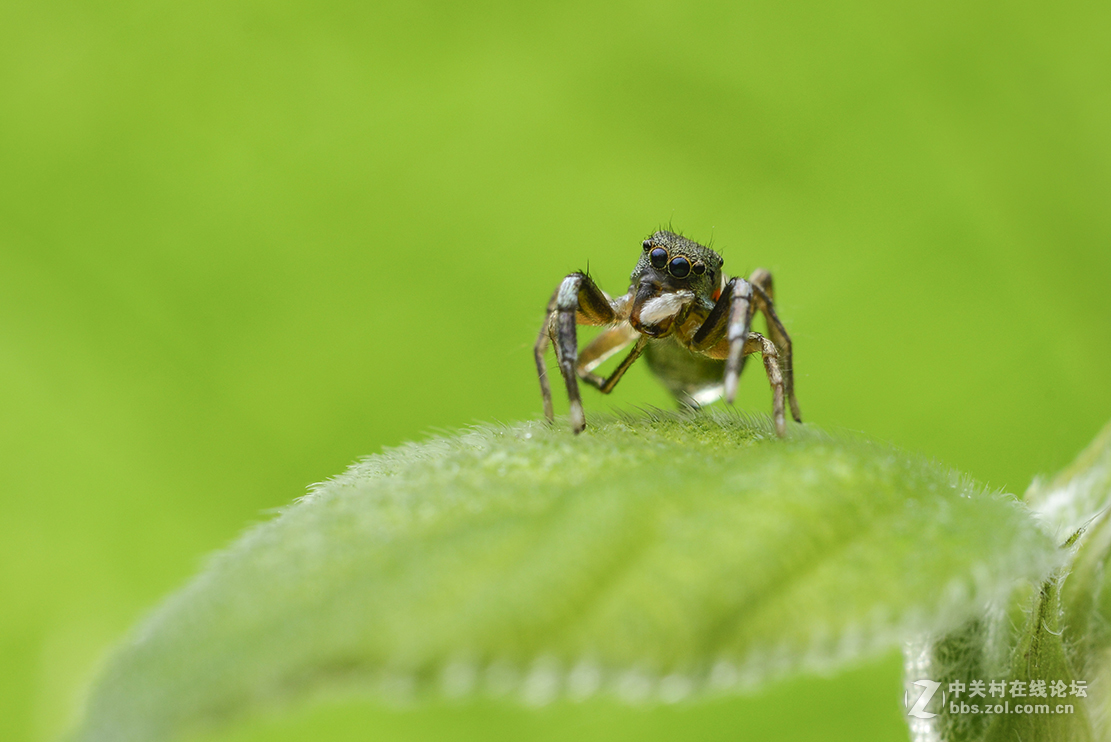 千虫百态122鳃蛤蟆跳蛛