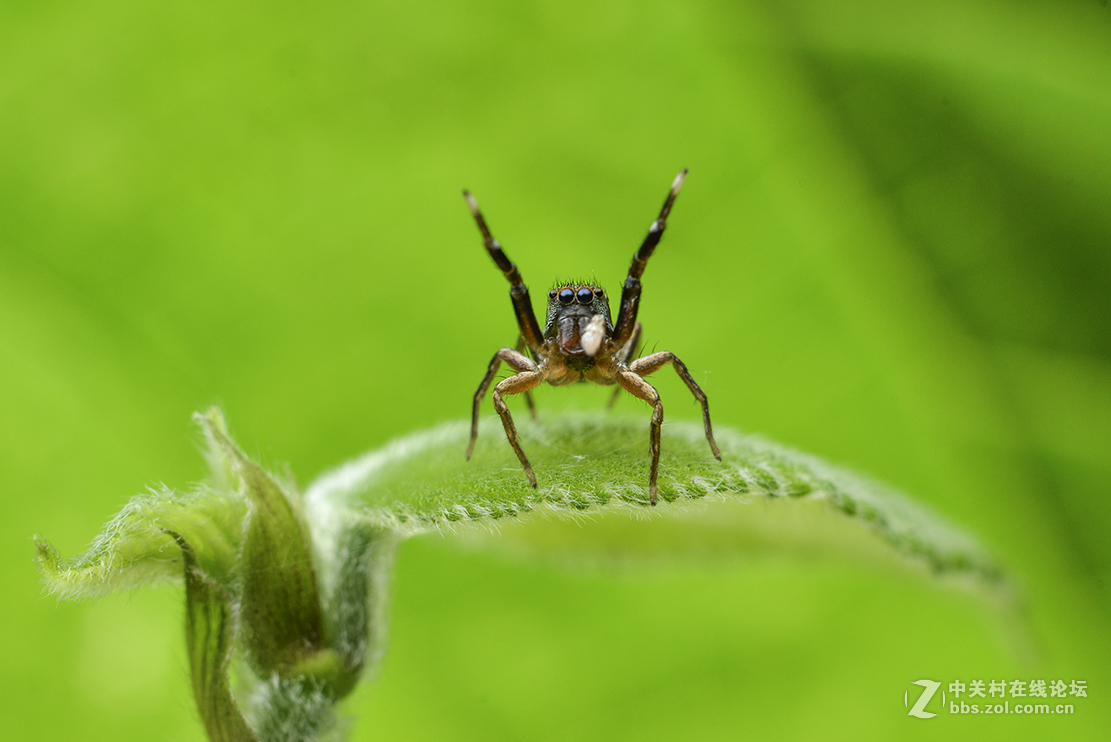 千虫百态122鳃蛤蟆跳蛛