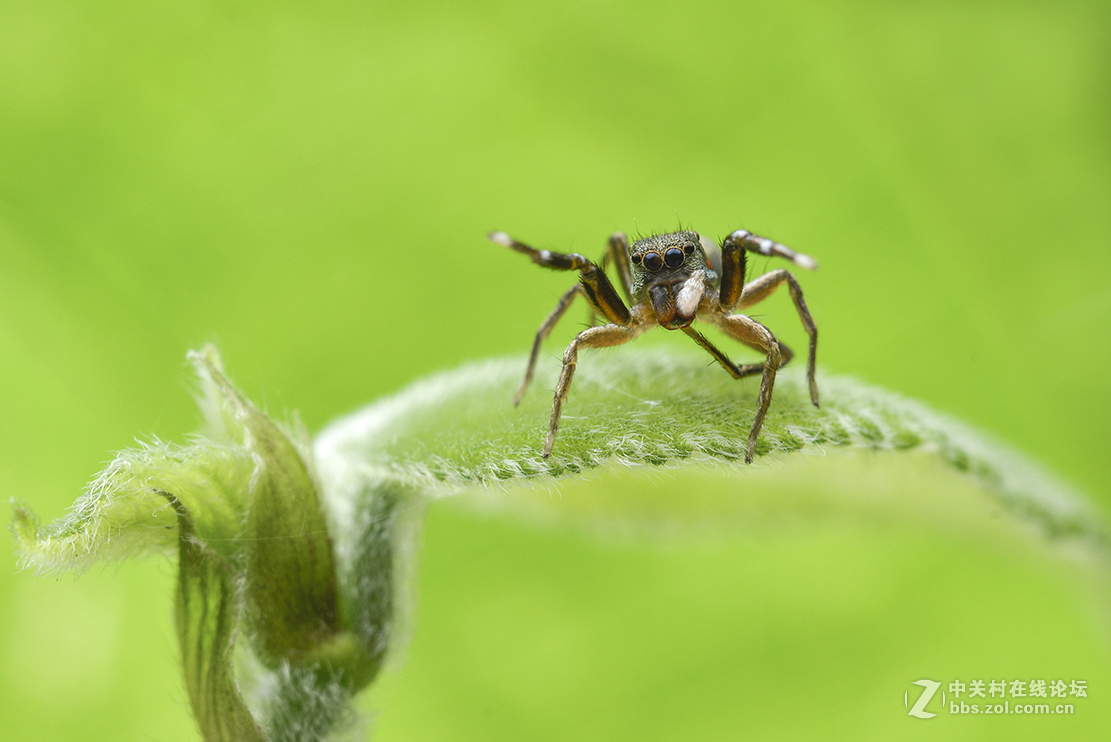 千虫百态122鳃蛤蟆跳蛛
