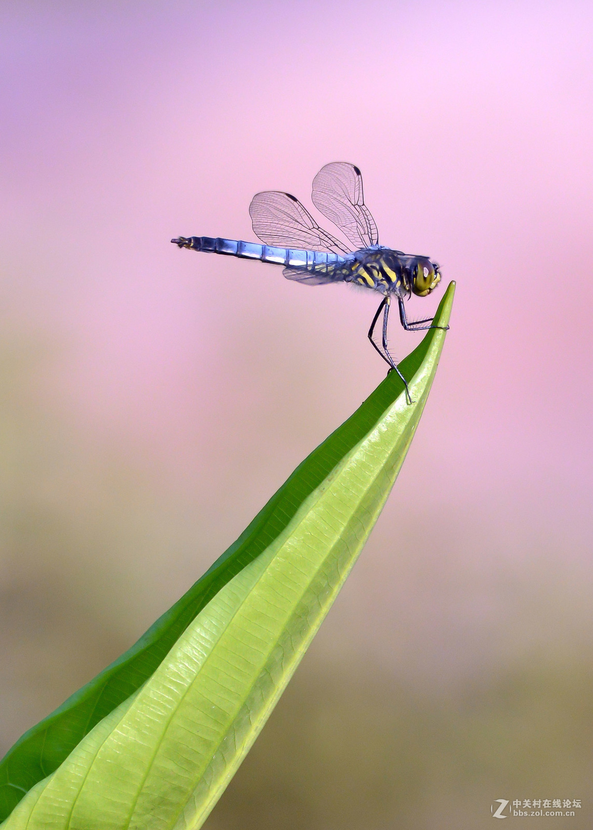 二愣子蜻蜓图片